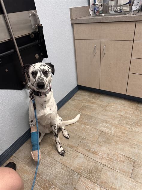 veterinarians in the villages florida|Veterinarians in The Villages, FL .